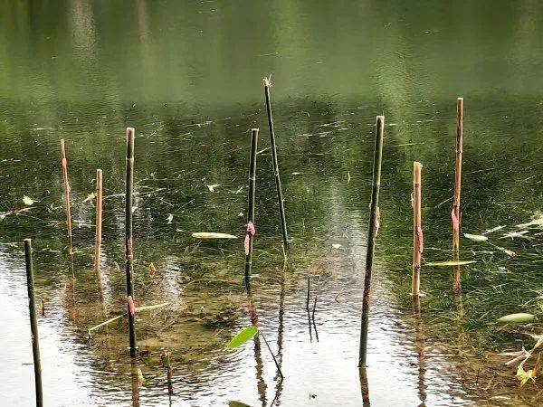 皇冠信用網登1,登2,登3出租_别吃皇冠信用網登1,登2,登3出租，寄生虫多达上千条！武汉公园连夜清出130多斤