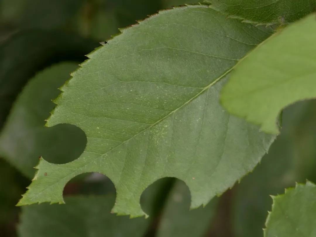 皇冠信用網如何注册_咬开桃子发现一堆树叶？莫慌皇冠信用網如何注册！你是遇到了它→