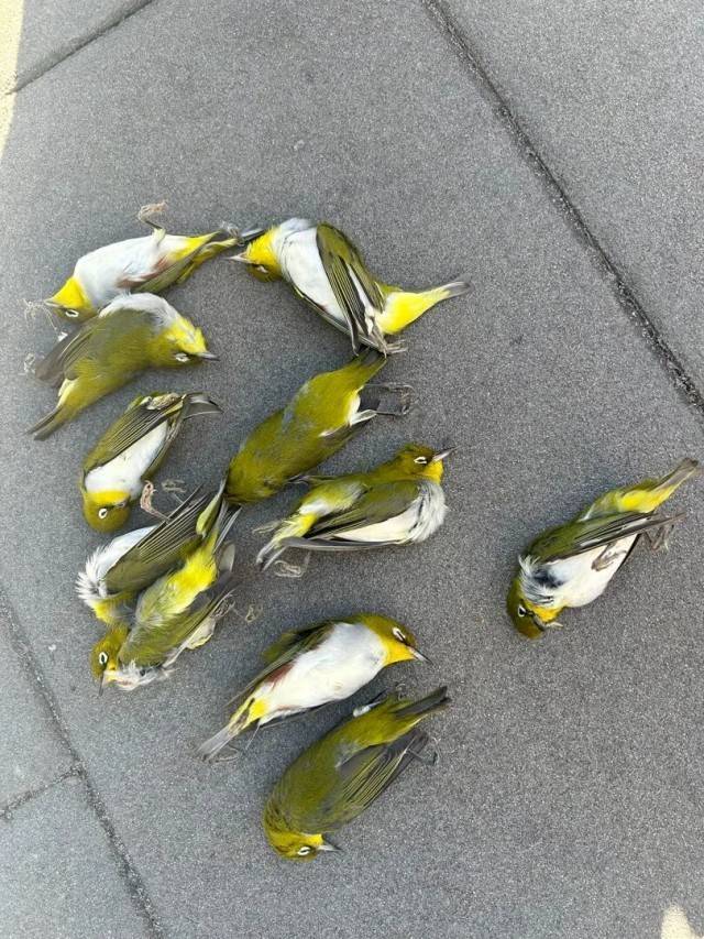 皇冠信用網账号申请_北京一座大厦楼下躺了14只鸟皇冠信用網账号申请，12只已死亡！元凶竟是玻璃