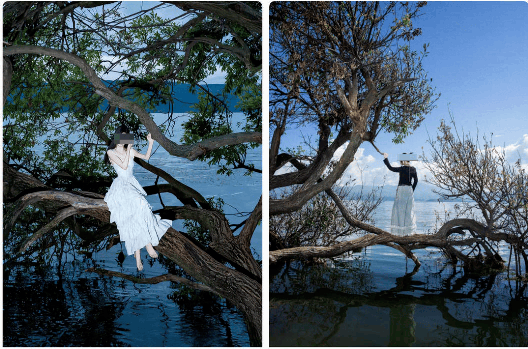 皇冠信用盘在哪里注册
_大理洱海摄影师反映网红“歪脖子树”多处被锯 洱海管理局工作人员:情况正在核查