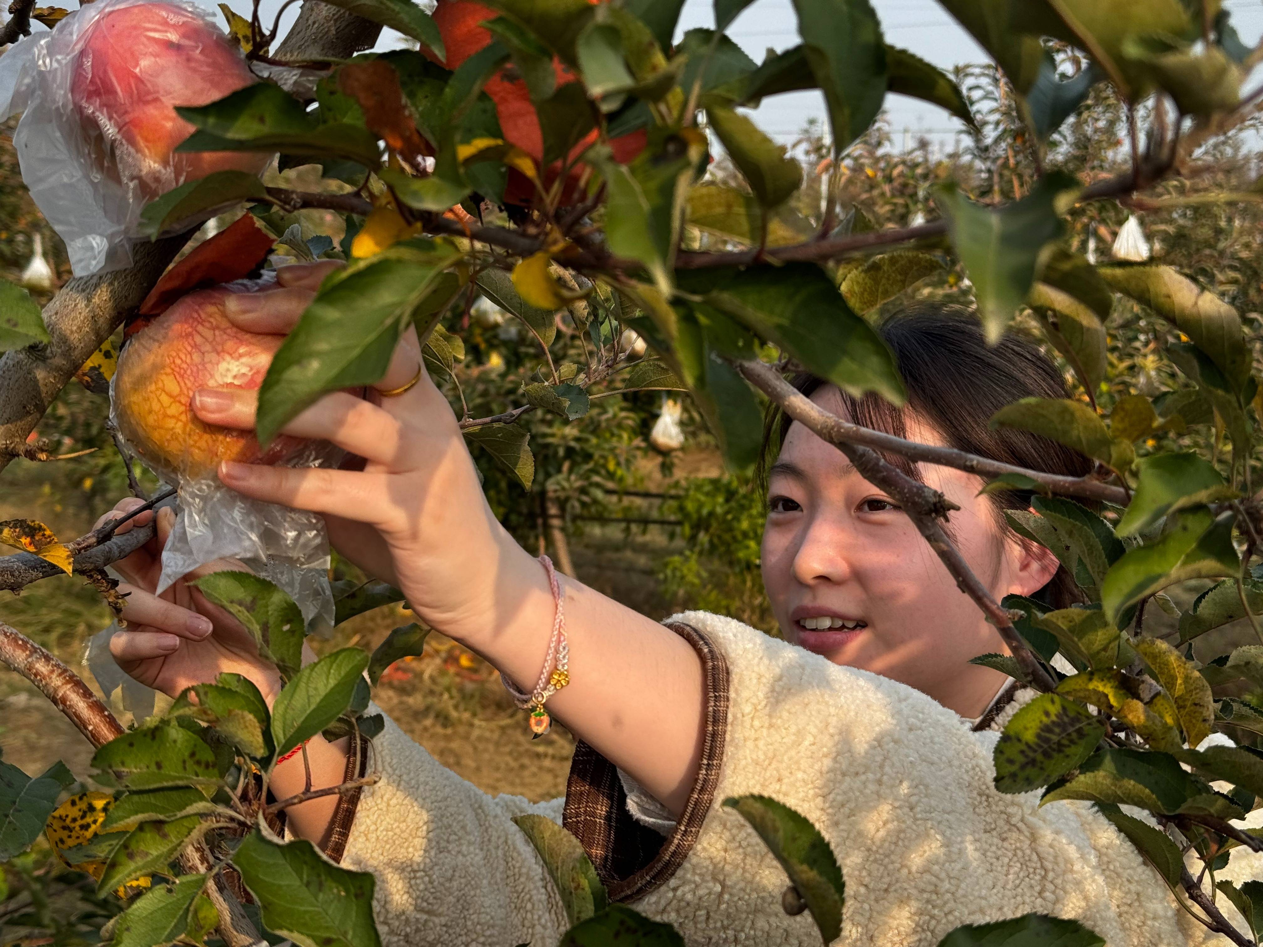 皇冠信用代理出租
_“淮北为啥不种橘子皇冠信用代理出租
?”果农:因为我们有更甜的王牌