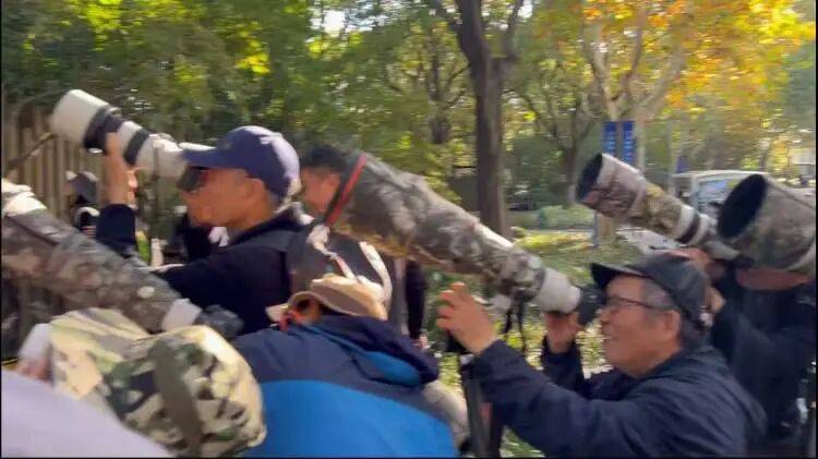 皇冠球网怎么做代理
_百年罕见！首次在上海被目击皇冠球网怎么做代理
，有人专门从北京“打飞的”赶来