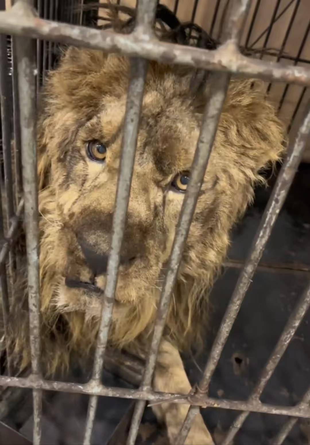 皇冠足球会员注册_河北一动物医院收治狮子皇冠足球会员注册，多名医生为它输液，医院：系马戏团饲养，有肾脏损伤需住院一到两周