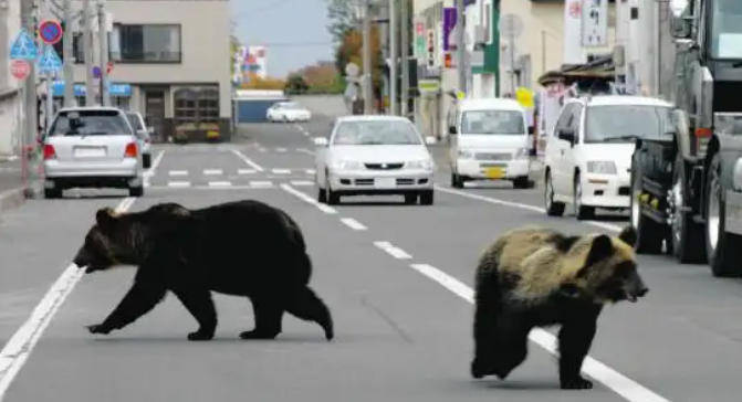 皇冠信用会员账号注册_日本半年多捕杀近万头熊 焚烧厂负责人：熊尸源源不断地被送进来皇冠信用会员账号注册，远超预期
