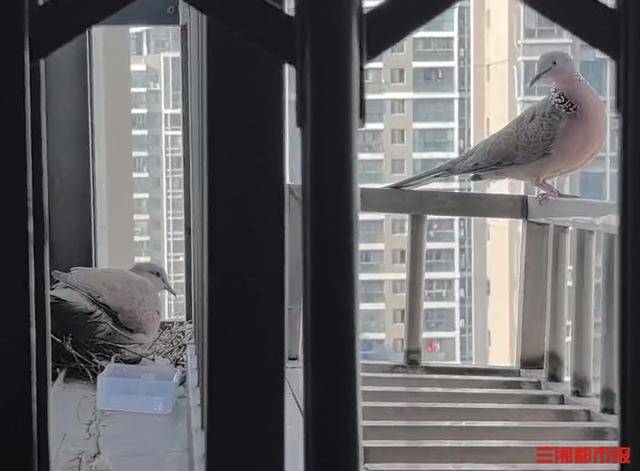 皇冠c盘
_长沙市民节后返城家中意外“添丁”皇冠c盘
,珠颈斑鸠安家阳台孵幼雏